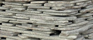 Фото галтованного серо-зеленого персчаника ростовской.